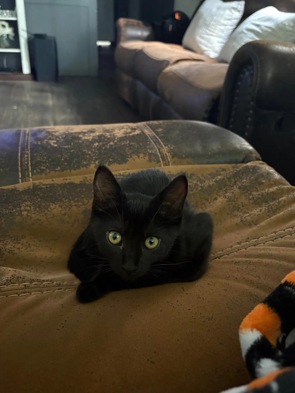 Any Halloween costume ideas for jiji?