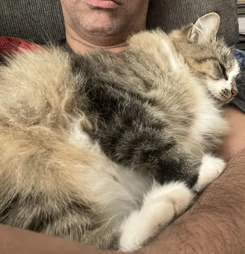 I found her on my street a year ago. She was super skinny. Today was our first snuggle.  