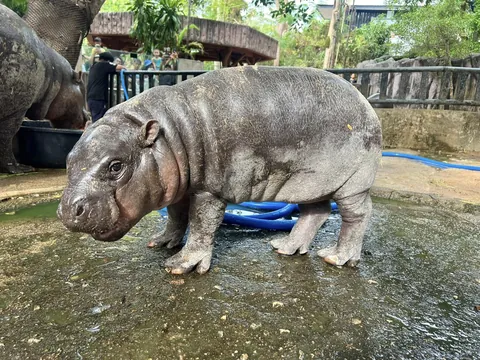 Due to recent cold and dry weather, Moo Deng skin has dried up. 