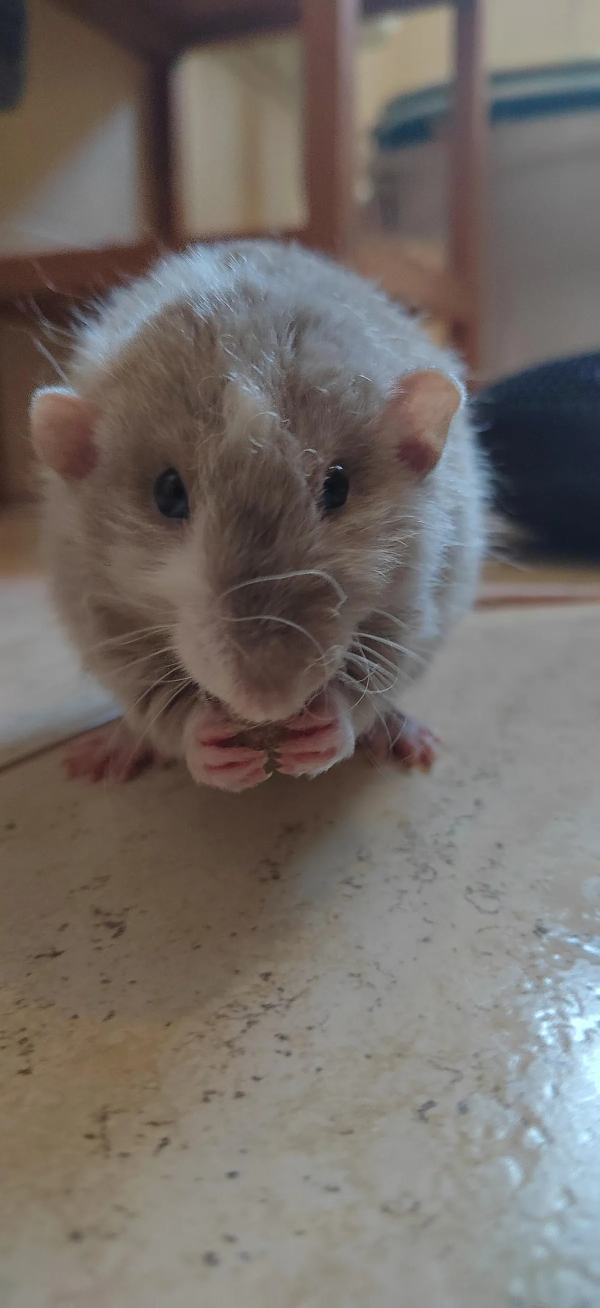 Why won't my rats boogle?