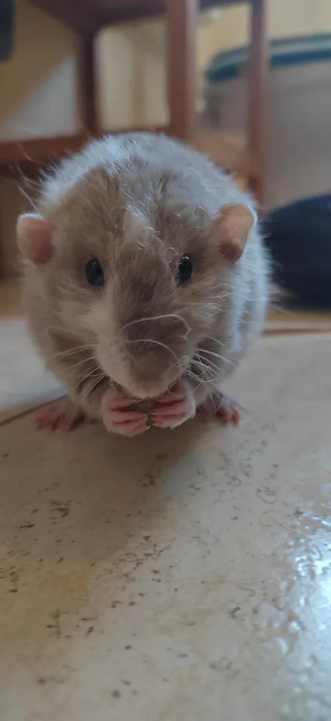 Why won't my rats boogle?