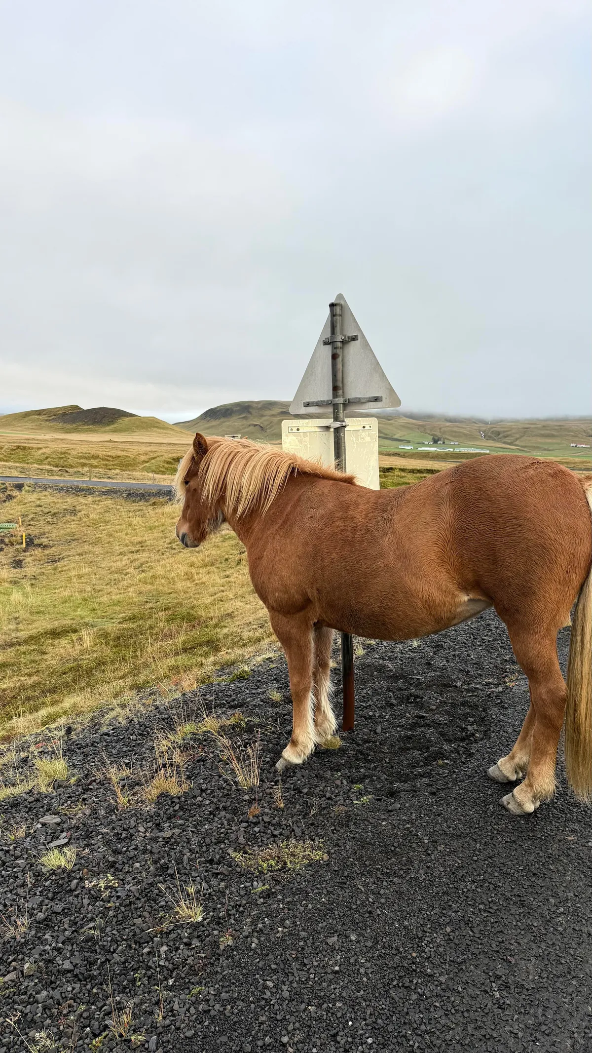 ICELAND has my Heart!!🇮🇸