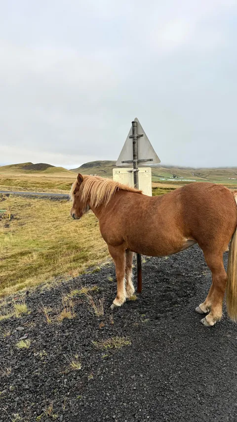 ICELAND has my Heart!!🇮🇸