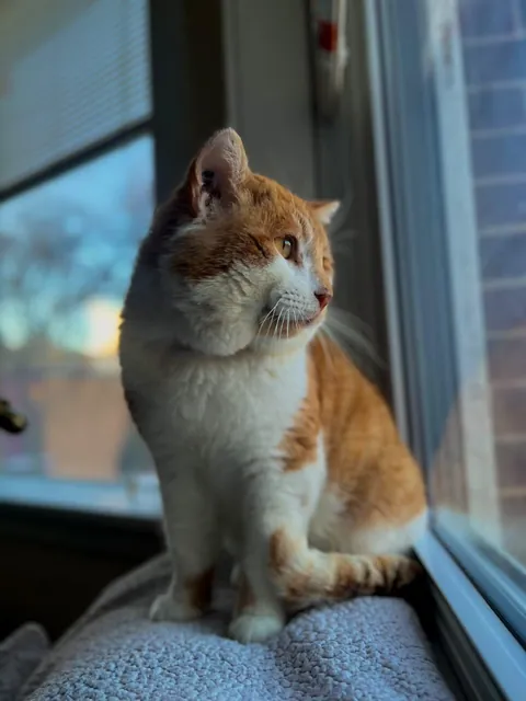 Adopted this stray tomcat last weekend. He's got huge cheeks.