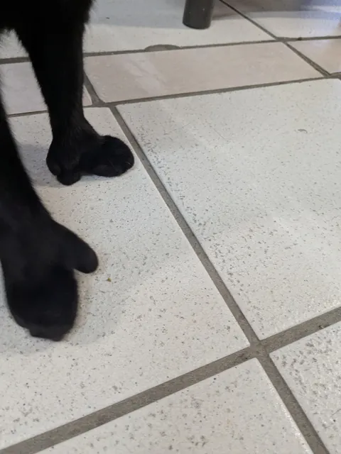 Cattery check-in. Meet Toebin. He's singular. As in, the most extraordinary cat I've ever seen. Not only does he have a flopped ear- he doesn't have paws. This guy has straight up hands. (He also bleps often). Needs adopting!