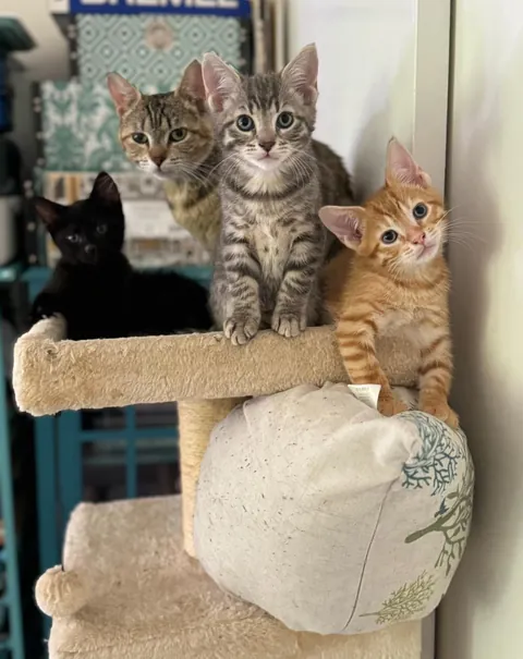 Honey thinking about her life choices as a young, single mom. She did such a great job and I kept her and her babies Jonesy, Reilly and Bonnie McPurray!