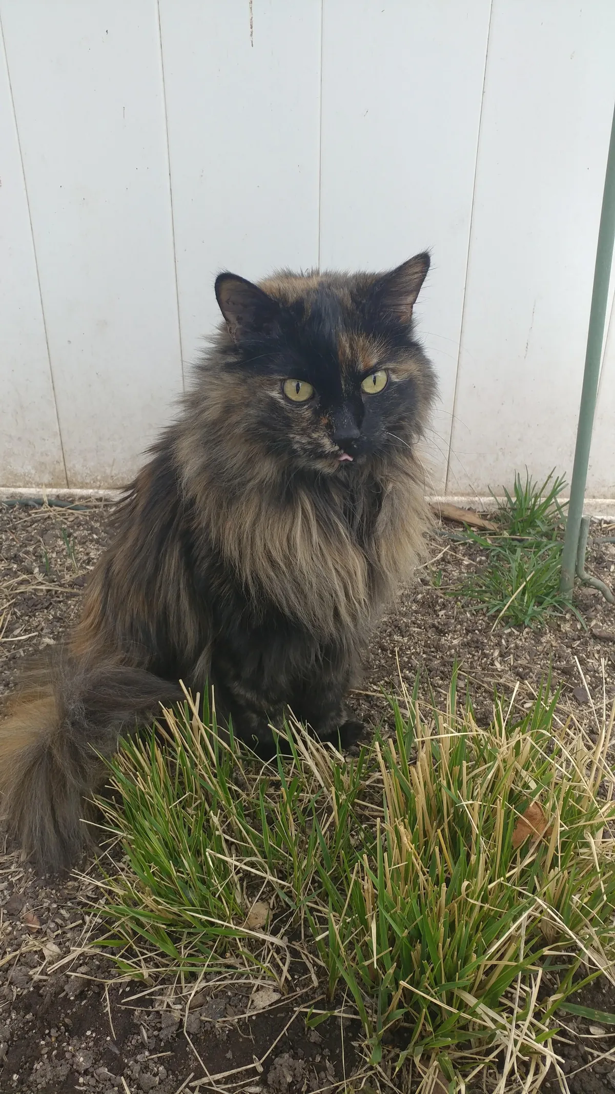 My 16 year old girl isn't doing too great. I'm getting ready to say goodbye, and thought some people might enjoy some pics of her