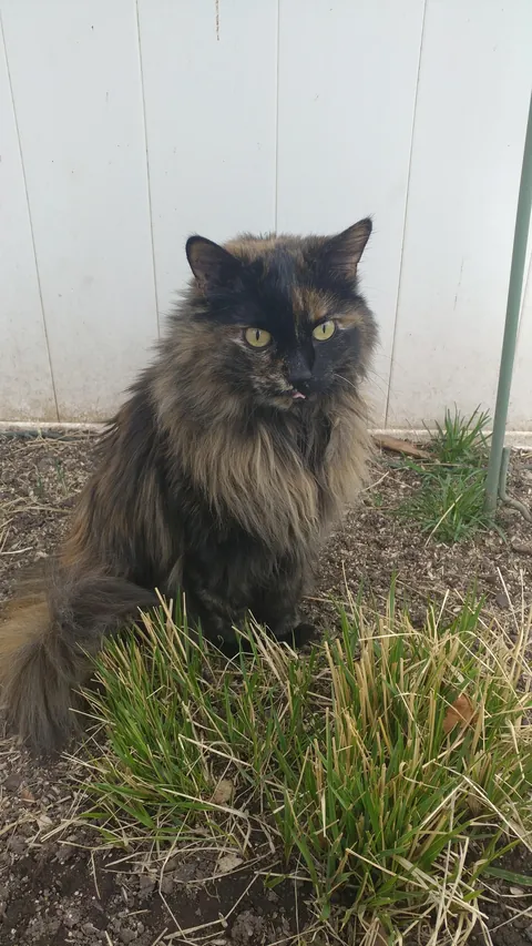 My 16 year old girl isn't doing too great. I'm getting ready to say goodbye, and thought some people might enjoy some pics of her