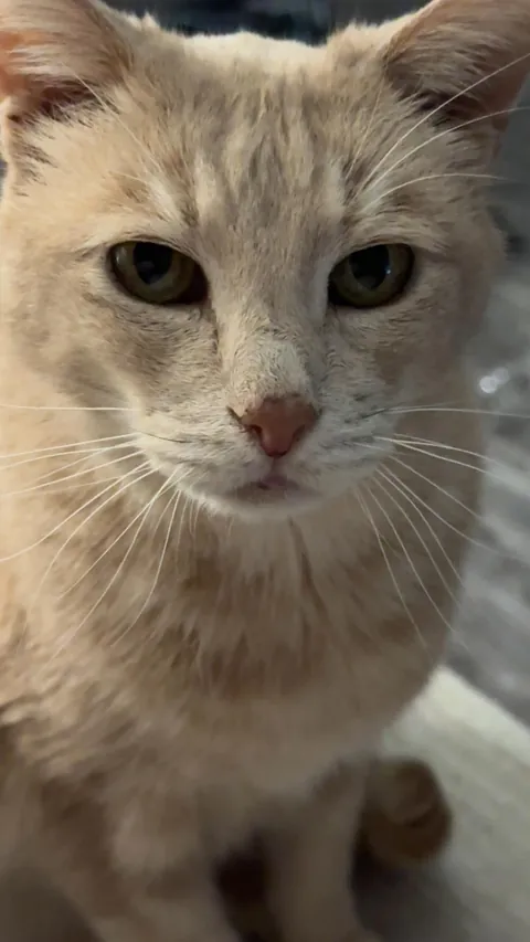 Does anyone else think about how weird it is to have a cat?