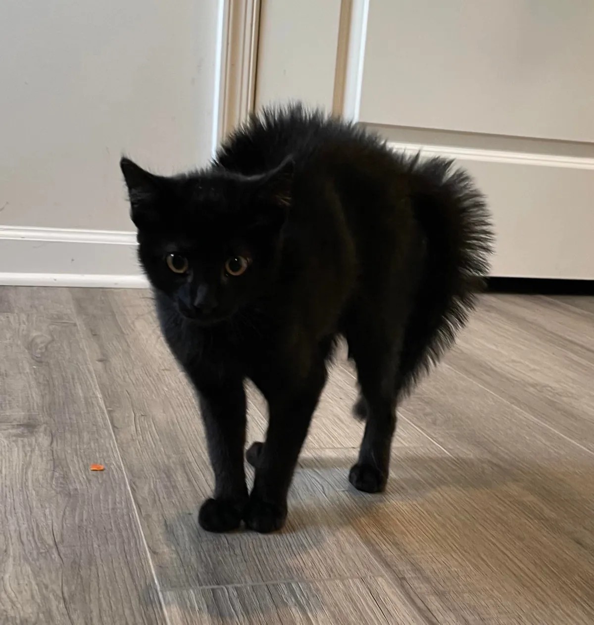 Happy Halloween from my spook!