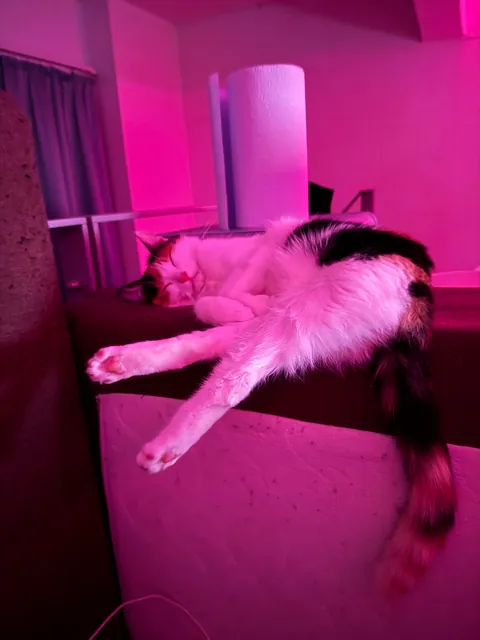 My cats name is Dusya, and she’s beautiful 😻