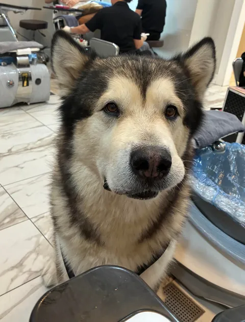 My service dog who never takes his eyes off me ❤️