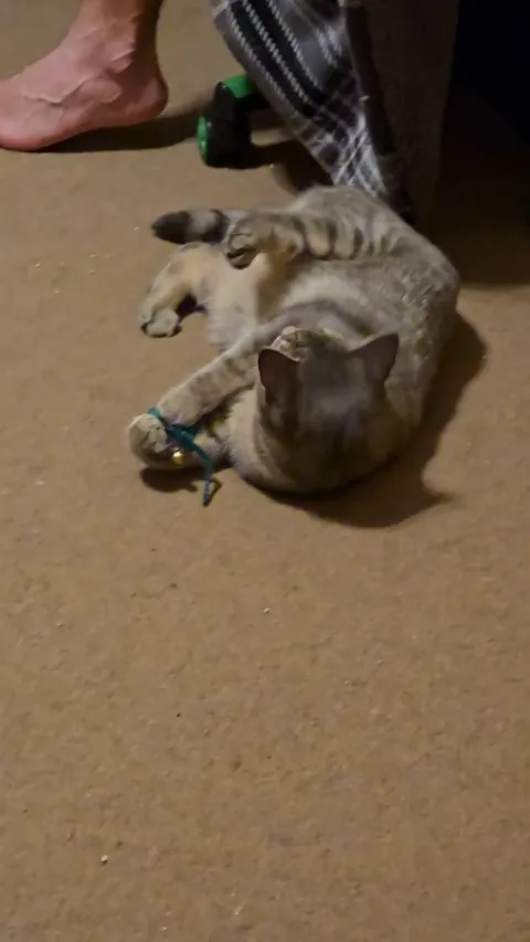 She has the strongest orange cat vibes