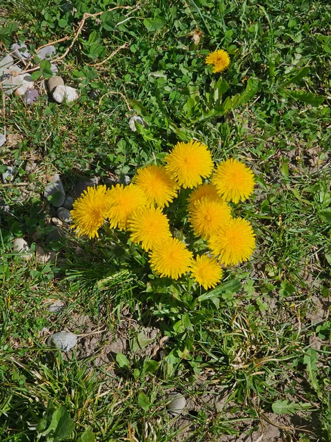 They could never make me hate you, dandelions