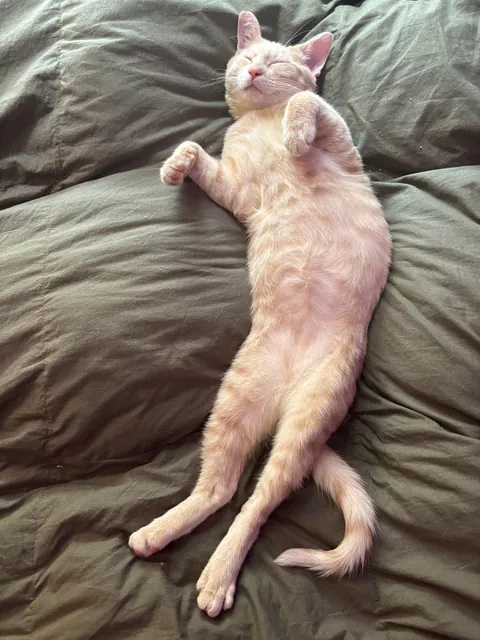 This boy climbed out of a storm drain as I was driving by. I stopped, he yelled at me, then hopped into my Mazda. Before and after some loving.