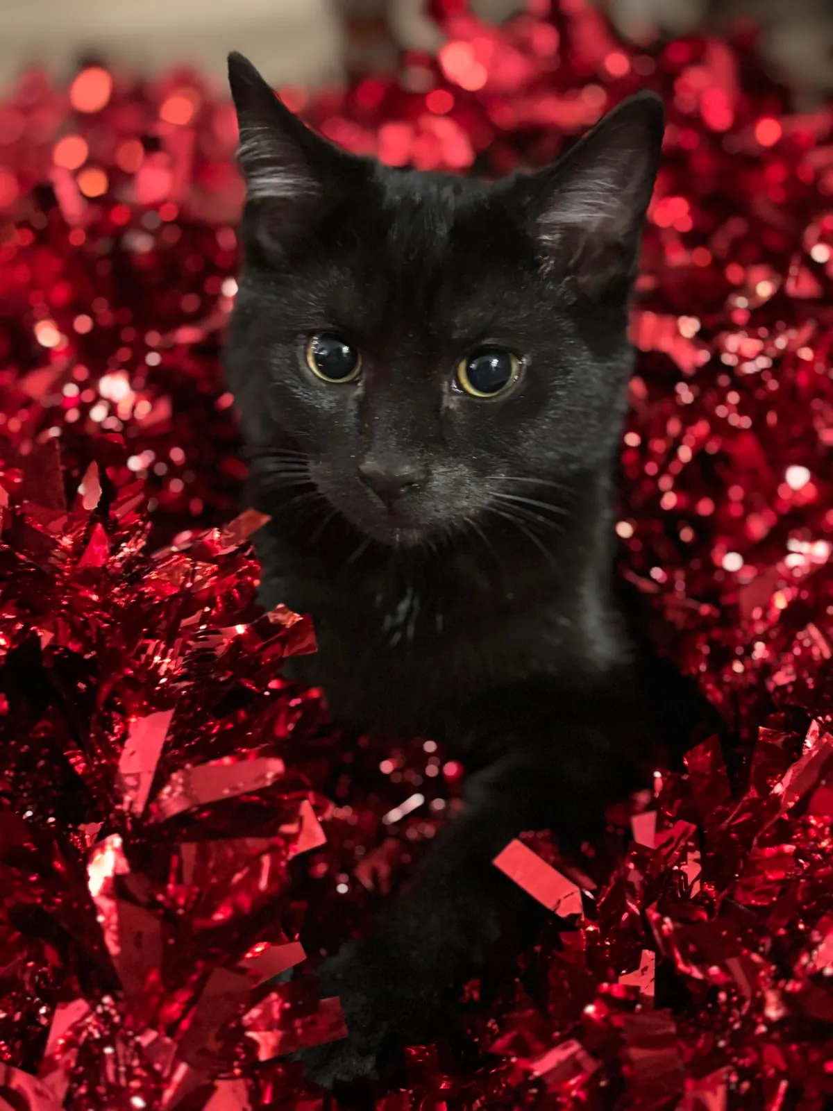 Baby void’s first Christmas 🌟