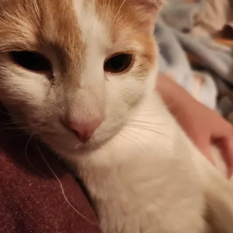 Is there a reason my cat often puts one paw on me?