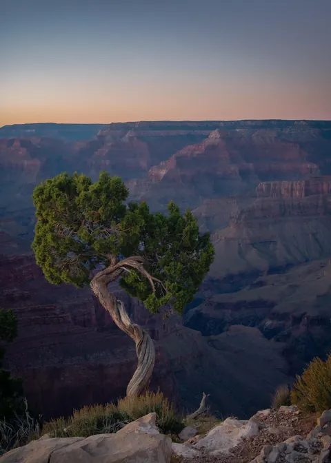 A curvy juniper perched at the edge of the Grand Canyon, Arizona, USA (OC) [1643x2300]