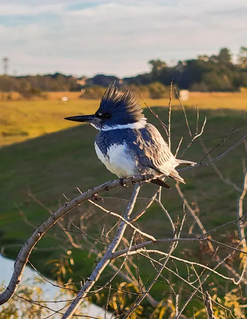 🔥 Belted Kingfisher Seems To Meet Me Every Morning