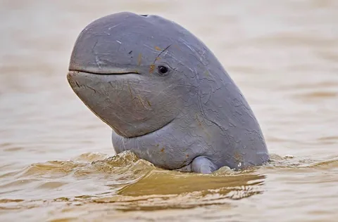 🔥A Mekong River dolphin aka Irrawaddy dolphin which is critically endangered.