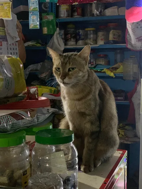 Shopkeeper cat, deeply appalled by the scent of my dogs on my hands.