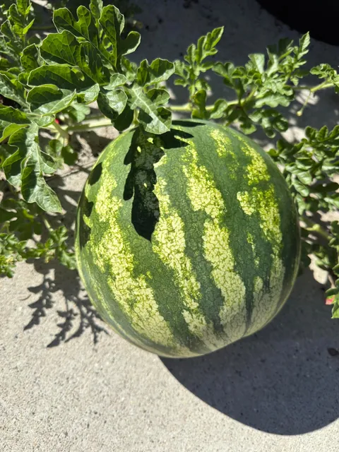 Someone Stole My Watermelon