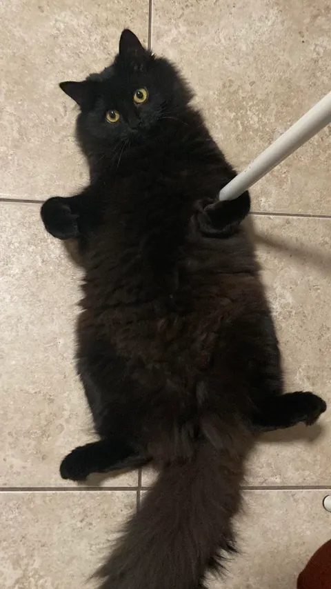 How do I get my cat to stop lying like this? It’s making my mother in law uncomfortable