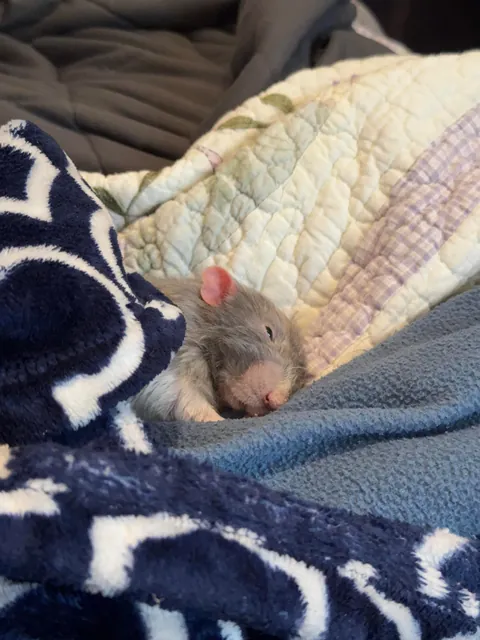 the sleepiest boy in the world