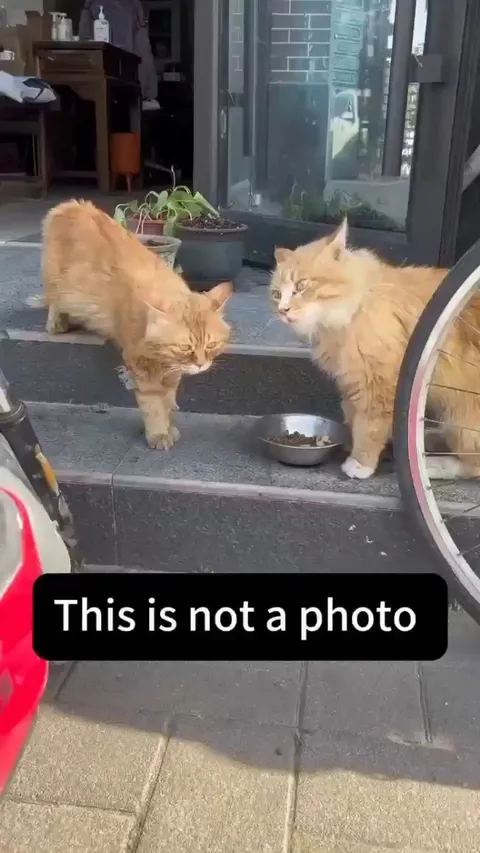 Orange updates in progress 