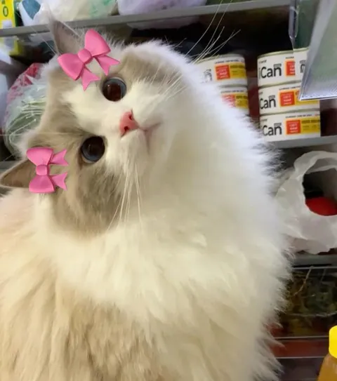 She’s a fairy cat 🧚‍♀️