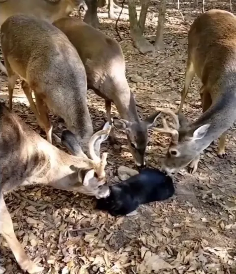 found this video of deers licking a cat in the backyard, wanted to share it with you all :)