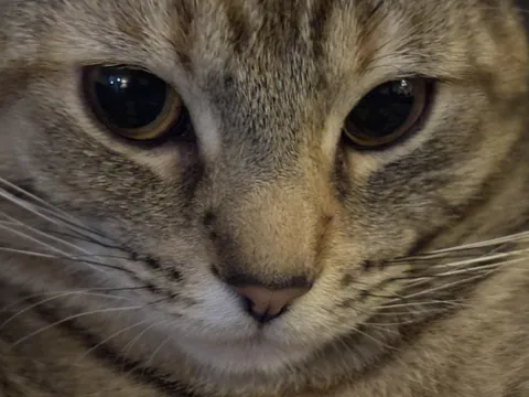 Why do cats act like they never have eaten in their entire life