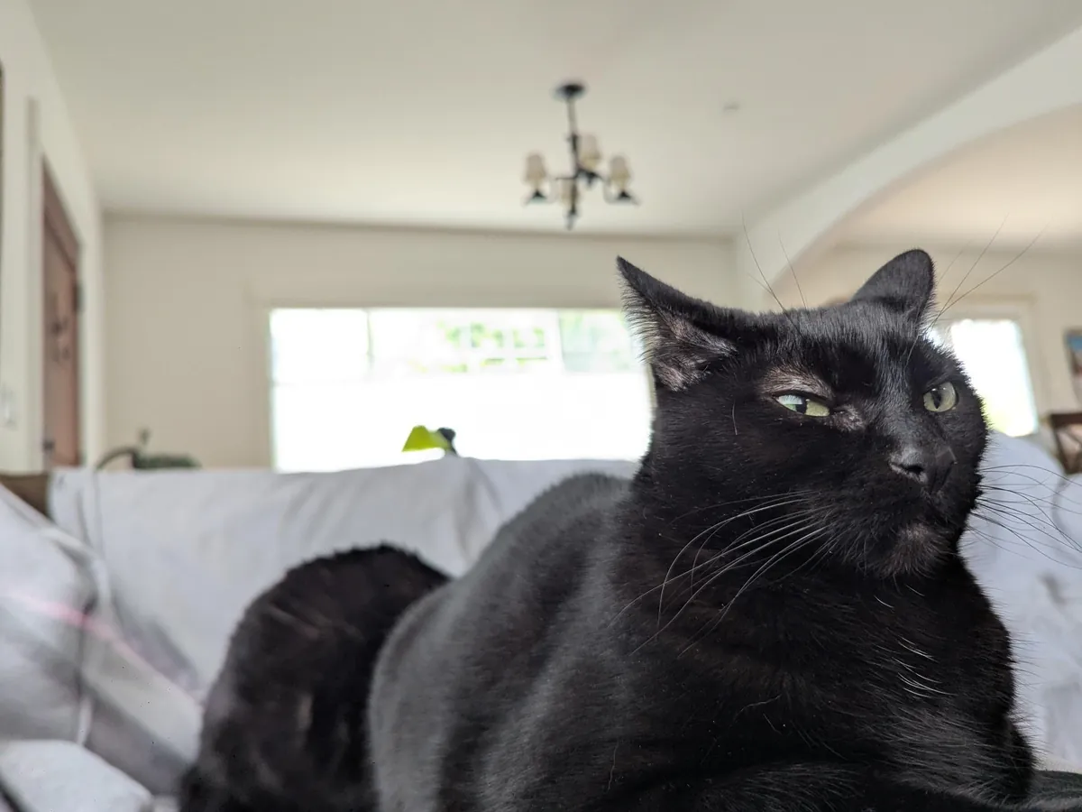 The lion does not concern herself with her sister wanting her spot