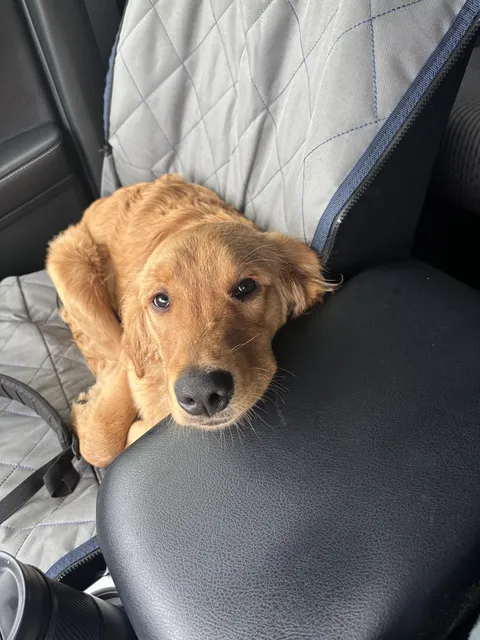 Mr Magoo whenever he’s riding shotgun. He could look anywhere. He chooses to look at my face.