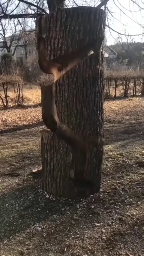 This man fitting into this tree.