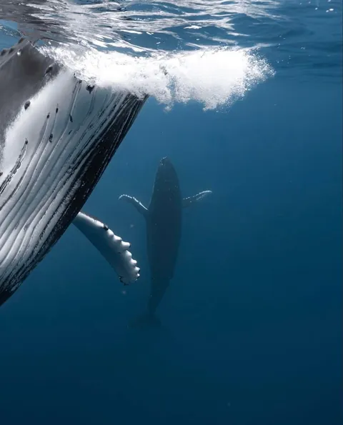 Photographer Rachel Moore captures stunning Photos of whales and sharks