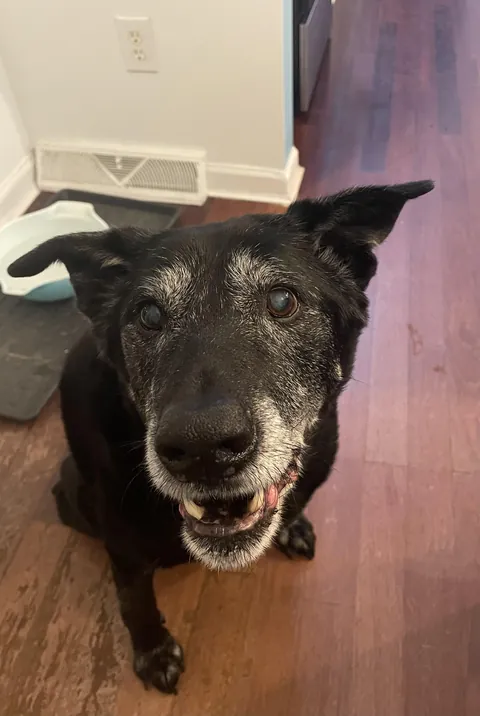 Otis immediately after being informed he’s a good boy