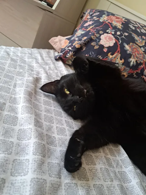 Five years ago today I happened to be on the "free" section of Craigslist and came across a cat that was attacking toddlers. I knew right then and there that she had to be mine. Happy "Gotcha Day, " Pretty 🐈‍⬛❤️