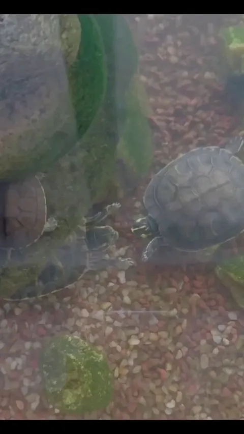 A turtles uses jazz hands to entice a mate