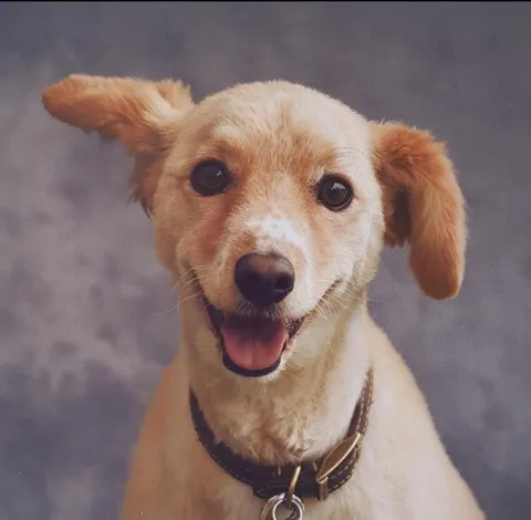 My 9 year old boy Buddy who loves a pose