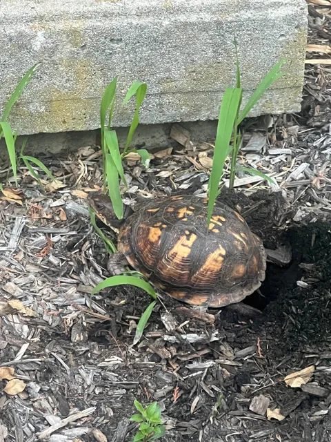 78 days ago, an Eastern Box Turtle dug a hole, and laid her eggs in our garden. I made a cage to protect the nest, and last night, we had a hatch!