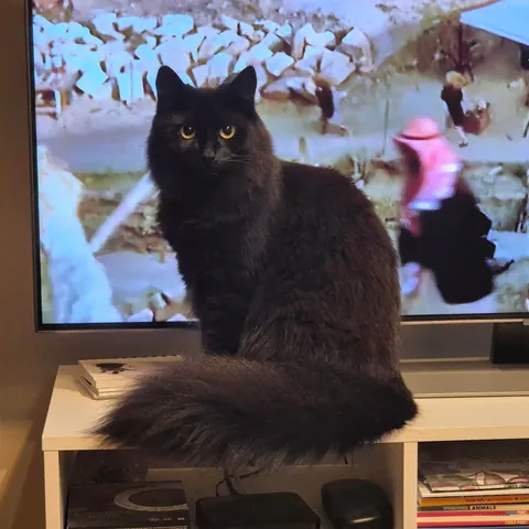 Found a baby picture of my little trouble 😍😍 the second picture is of her today, 2.5 years old... 😍😍