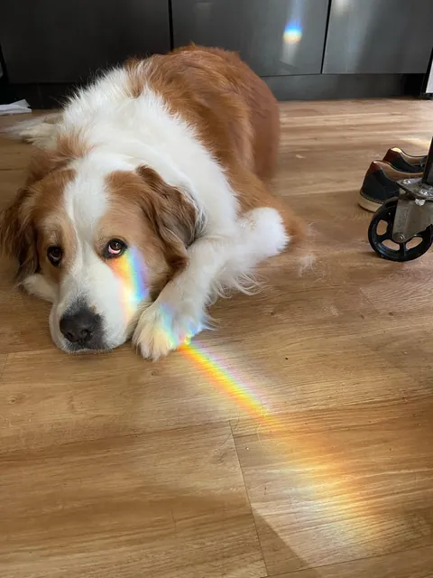 Lily Lotte the Orange Dreamsicle