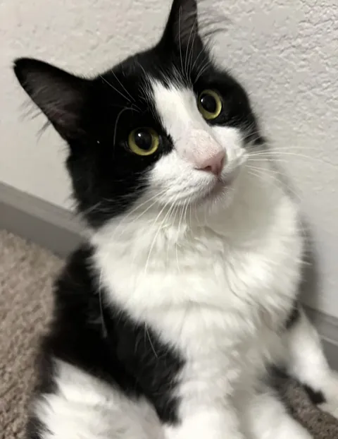 The cat no one wanted.