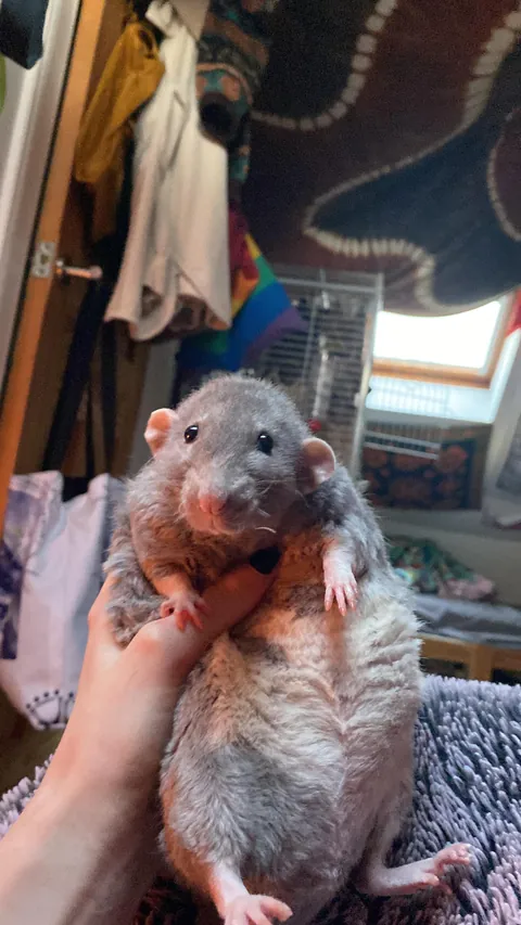 my rat has fat lard disorder And ugly face Disorder, How to fix ?