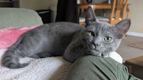 Chosen by the cat distribution system