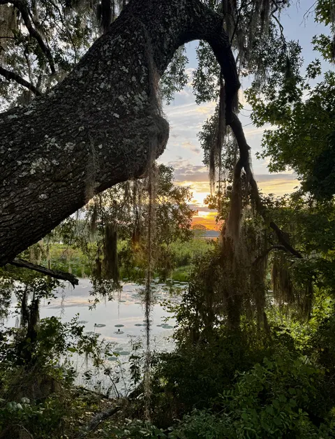🔥Northern Florida scene