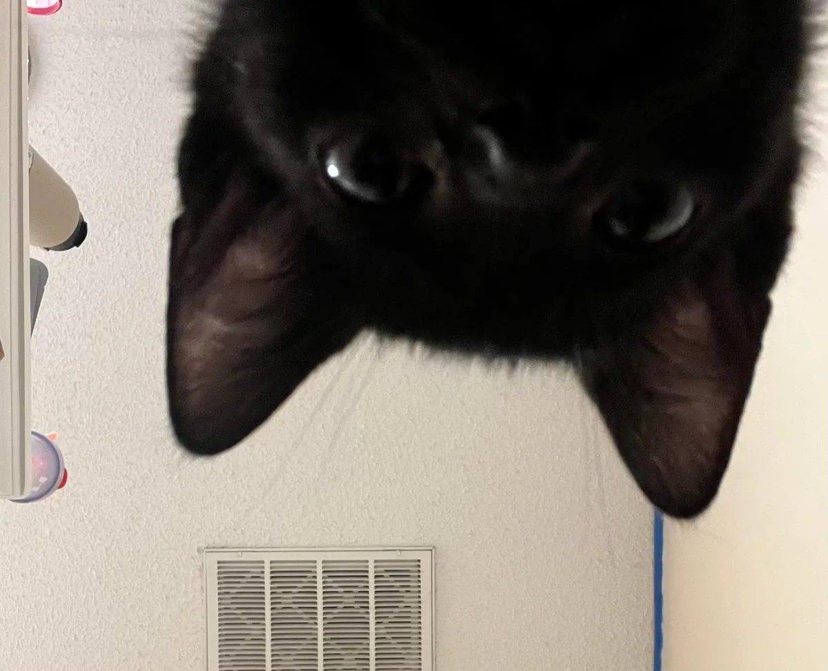 1 year ago I took in a mama and her voidlings to “foster”