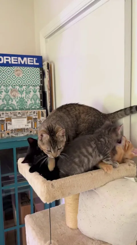 Honey was a pregnant stray I took in and she was such a good mom! I kept the whole family - Jonesy is orange, Reilly is gray and the black kitten is Bonnie. They were about 7 weeks old here.