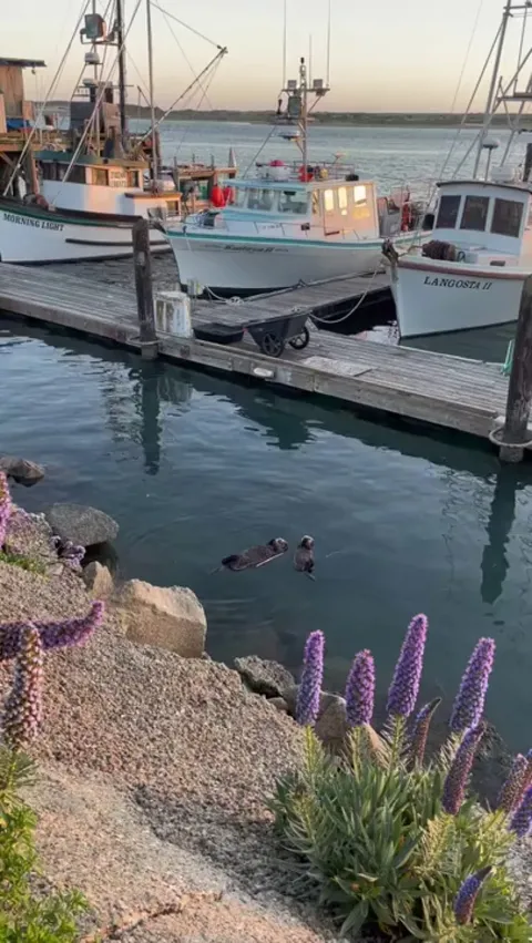 Sea otters are adorable 